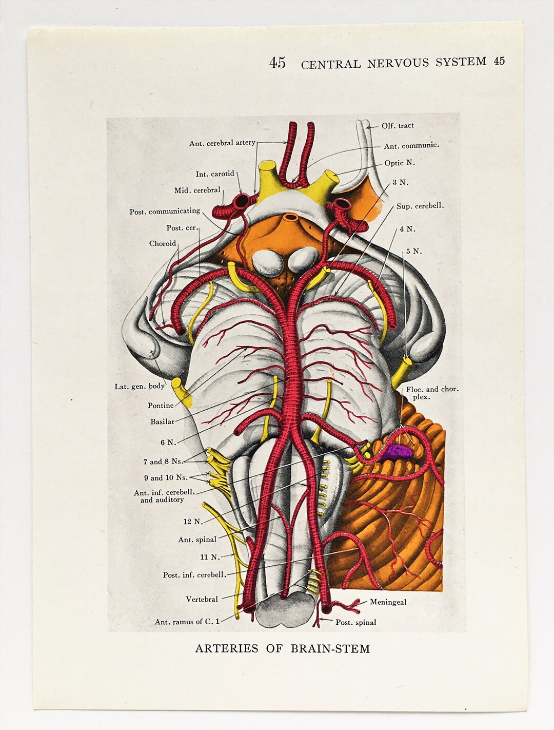 BRAIN ANATOMY 1930s Vintage Print, Central Nervous System, Colour ...