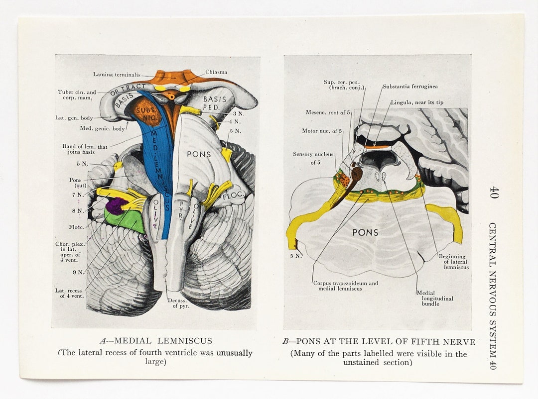 BRAIN ANATOMY 1930s Vintage Print, Central Nervous System, Colour ...