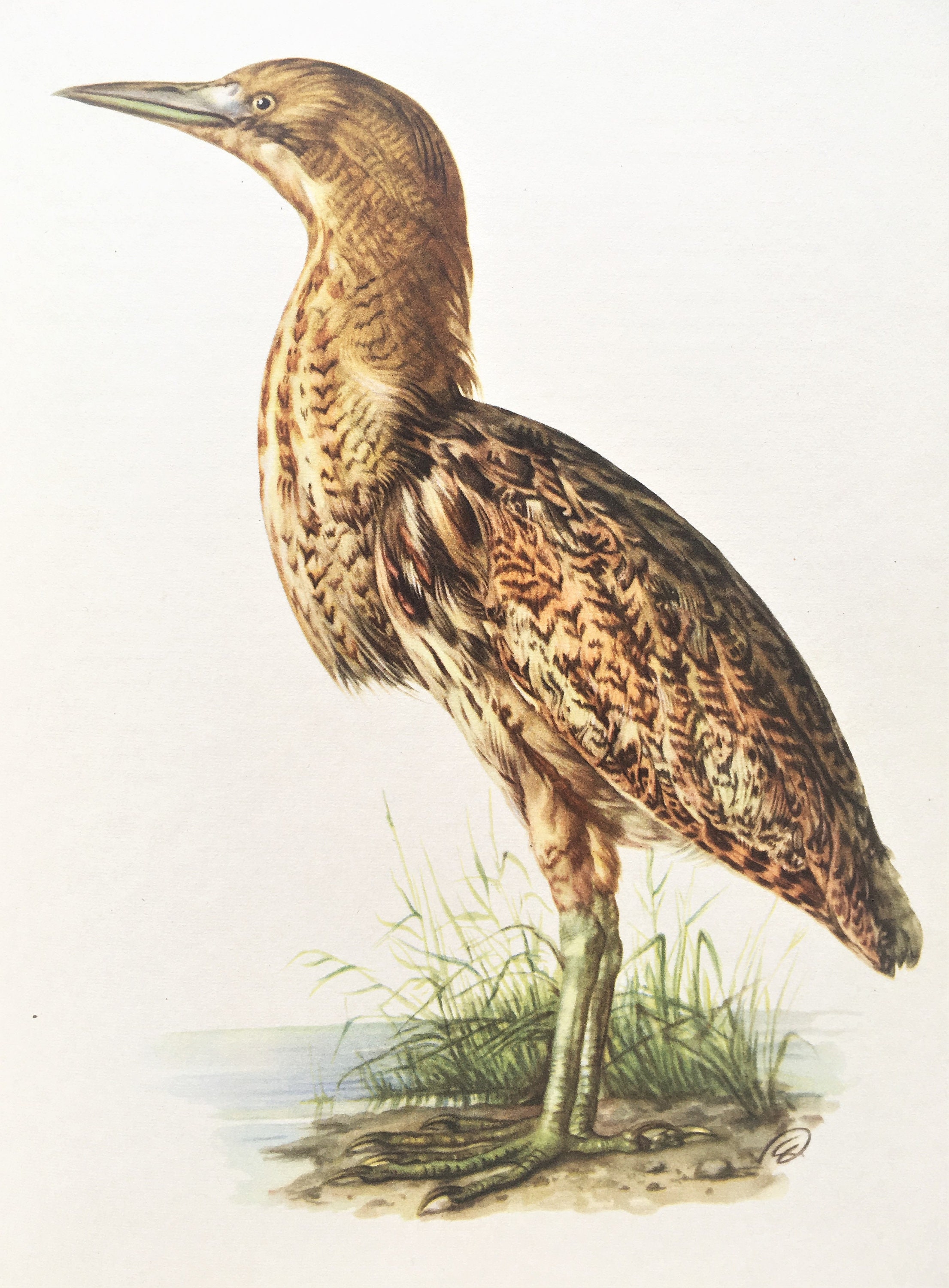Bittern Vintage Bird Print 1960s Colour Lithograph Home Etsy New Zealand Bittern Vintage Bird Print 1960s Colour Lithograph Home Etsy New Zealand