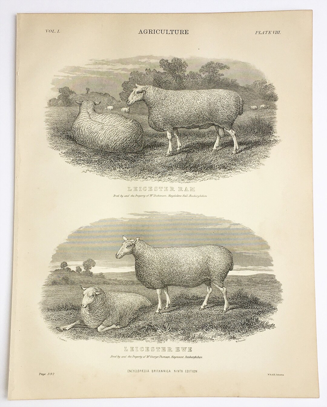 Leicester Ewe & Ram Sheep Livestock Farming Print 1890s - Etsy