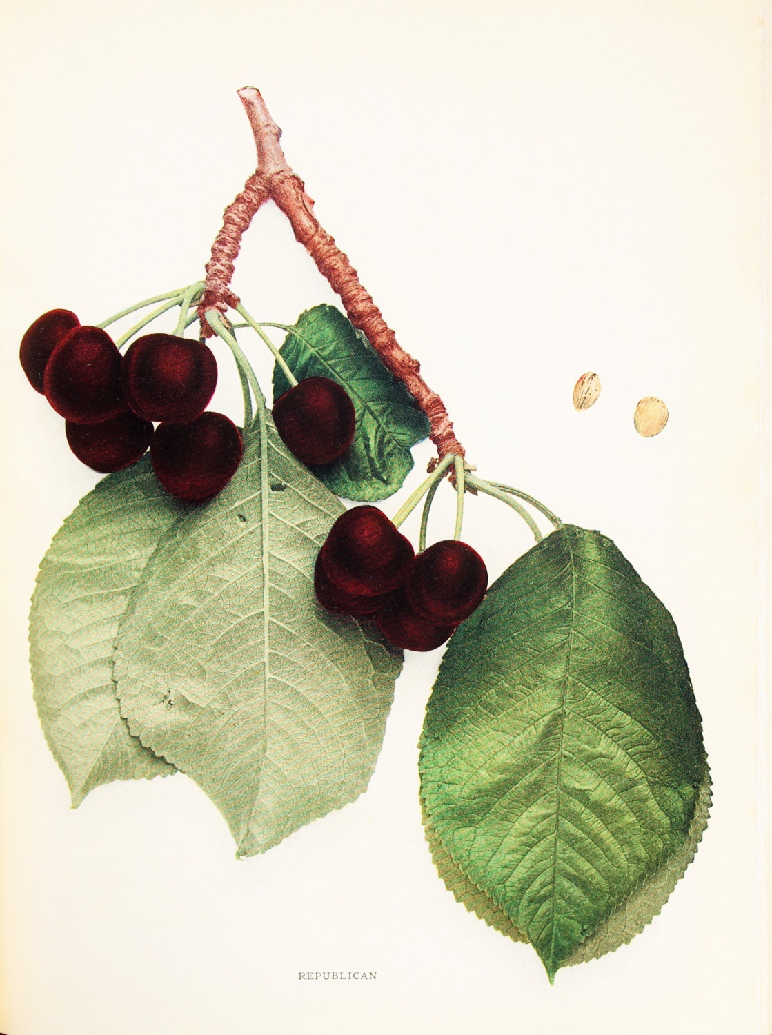 Cherries of New York Republican Black Cherry Tree. 1915 Etsy