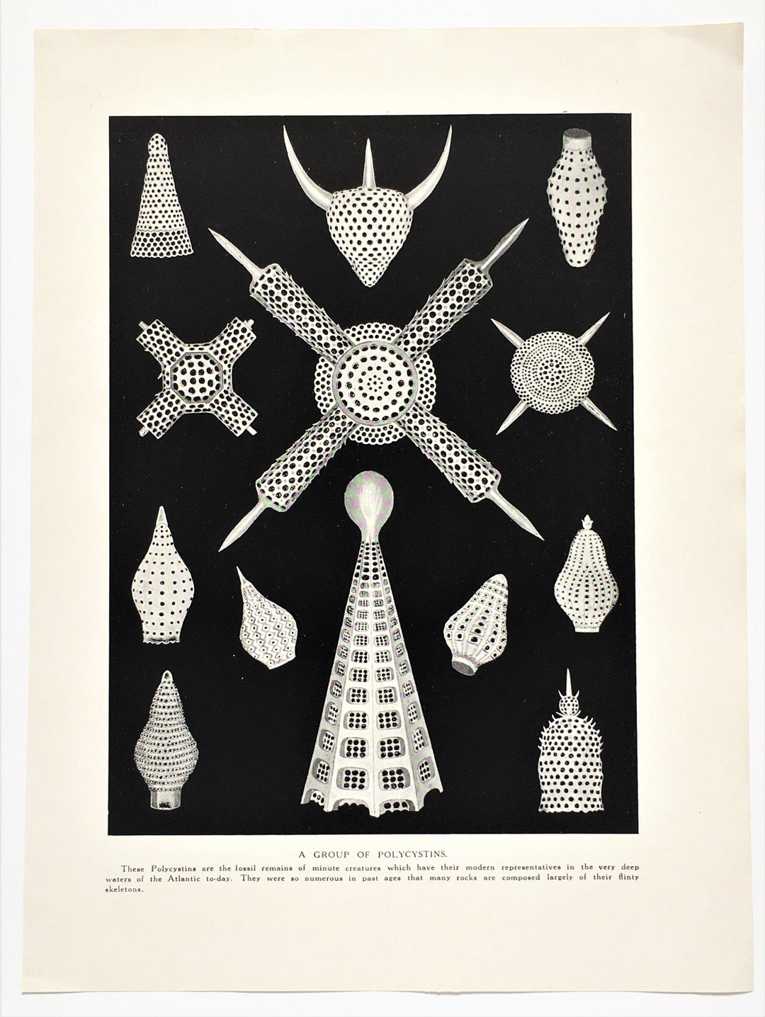 Radiolaria Polycystine Antique Scientific Print. 1920 Black - Etsy