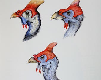 Helmeted Guinea Fowl Bird Print, Superb Vintage Bird Print by Finch-Davies (1980s)