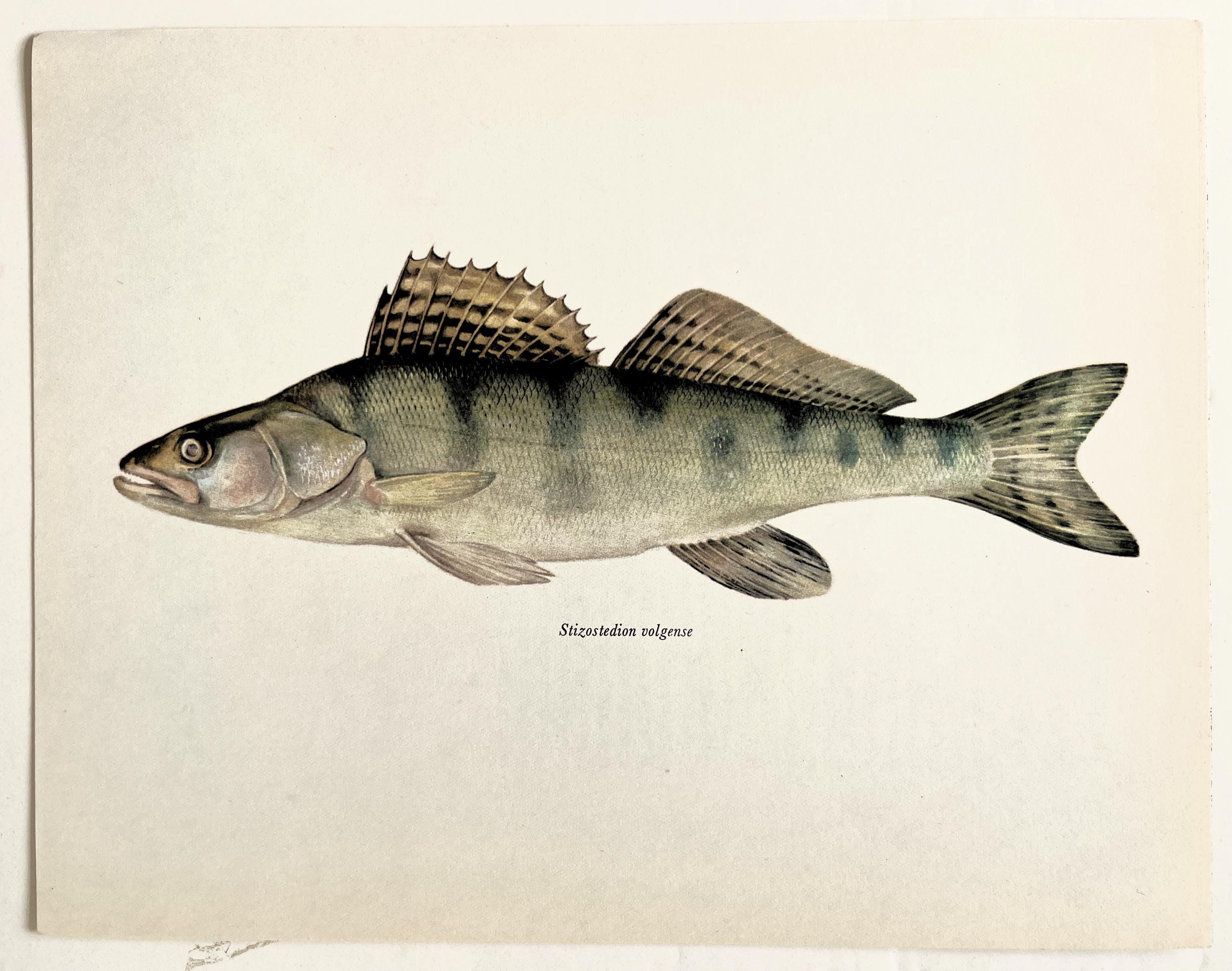 What Is Zander Perch