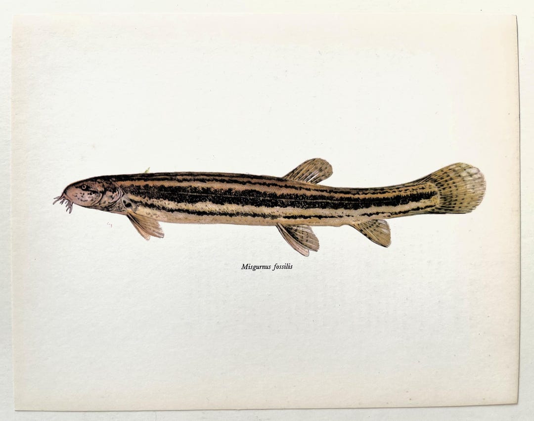 POND LOACH vintage poisson imprimé, impression couleur des années 1960 ...