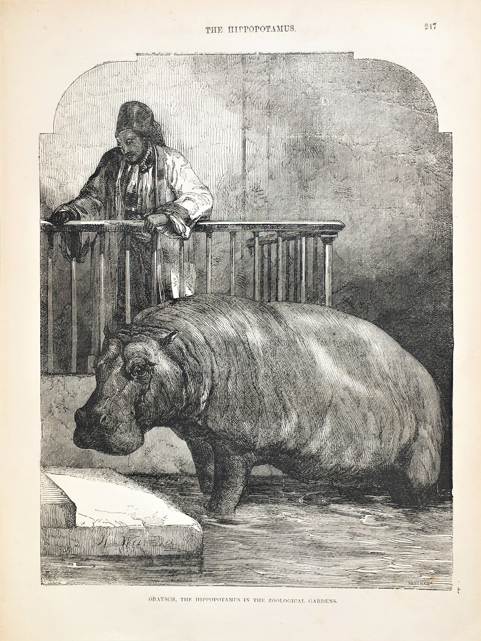 Hippopotamus Antique Animal Print Natural History C. 1880 Etsy