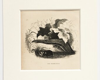 Horse Leech C. 1850 Antique Print Small Black And White - Etsy