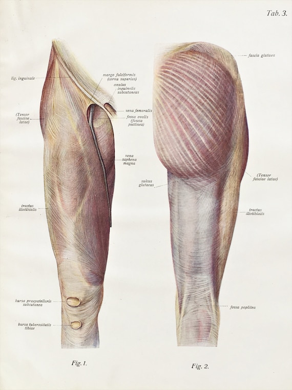 Upper Leg Muscles Ligaments C 1900 Antique Anatomy Print Etsy