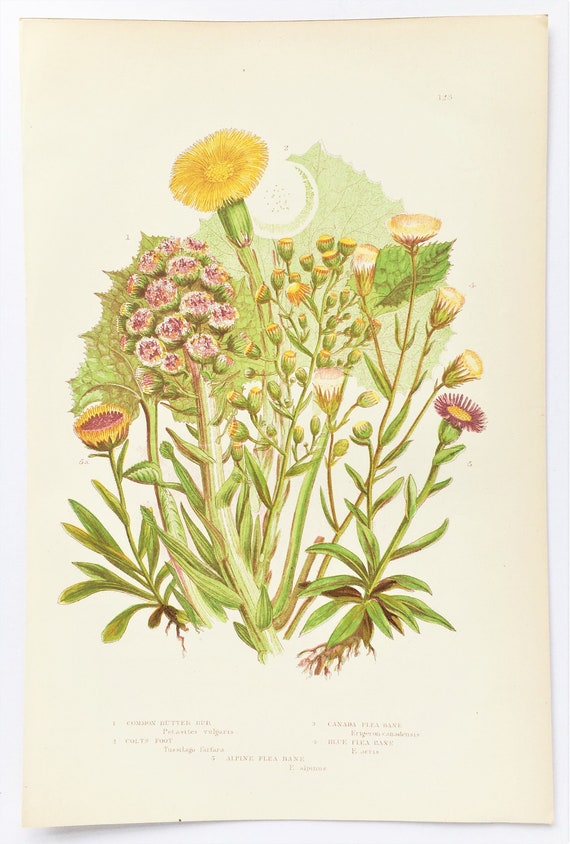 Anne Pratt Antique Botanical Print Butter Bur Colts Foot | Etsy