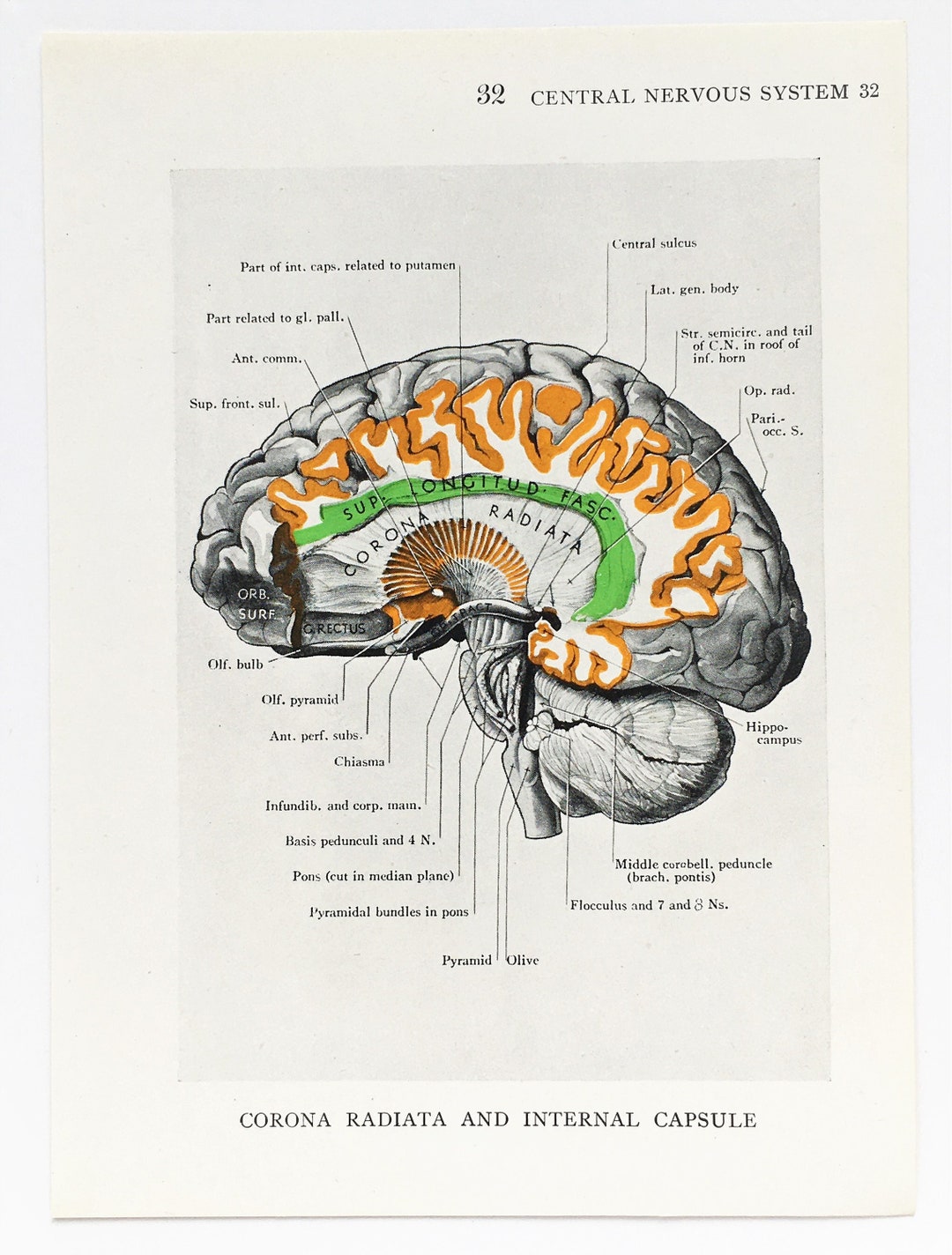 BRAIN ANATOMY 1930s Vintage Print, Central Nervous System, Colour ...