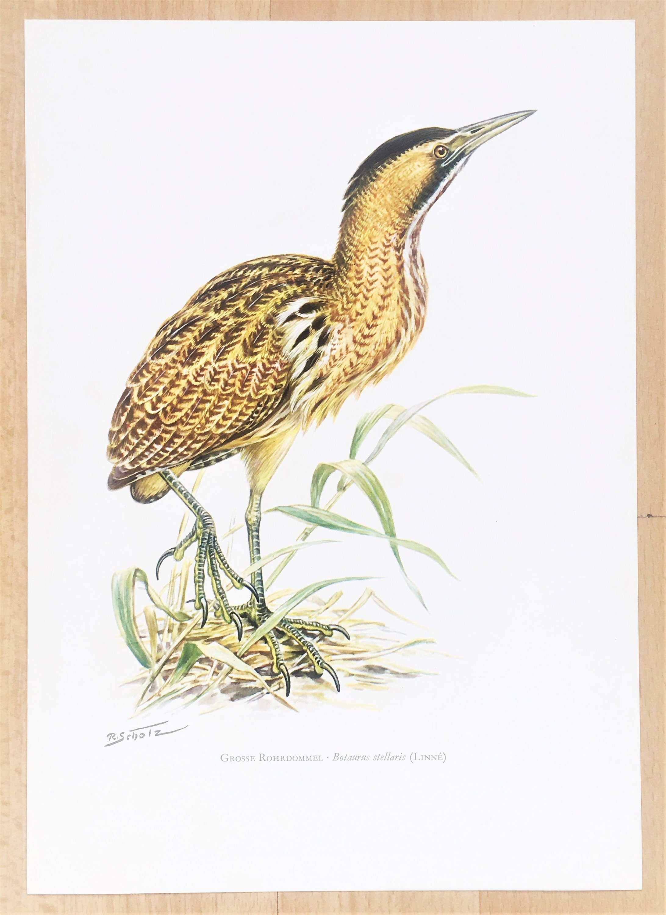 Bittern Vintage Bird Print 1960s German Colour Lithograph Etsy New Zealand Bittern Vintage Bird Print 1960s German Colour Lithograph Etsy New Zealand