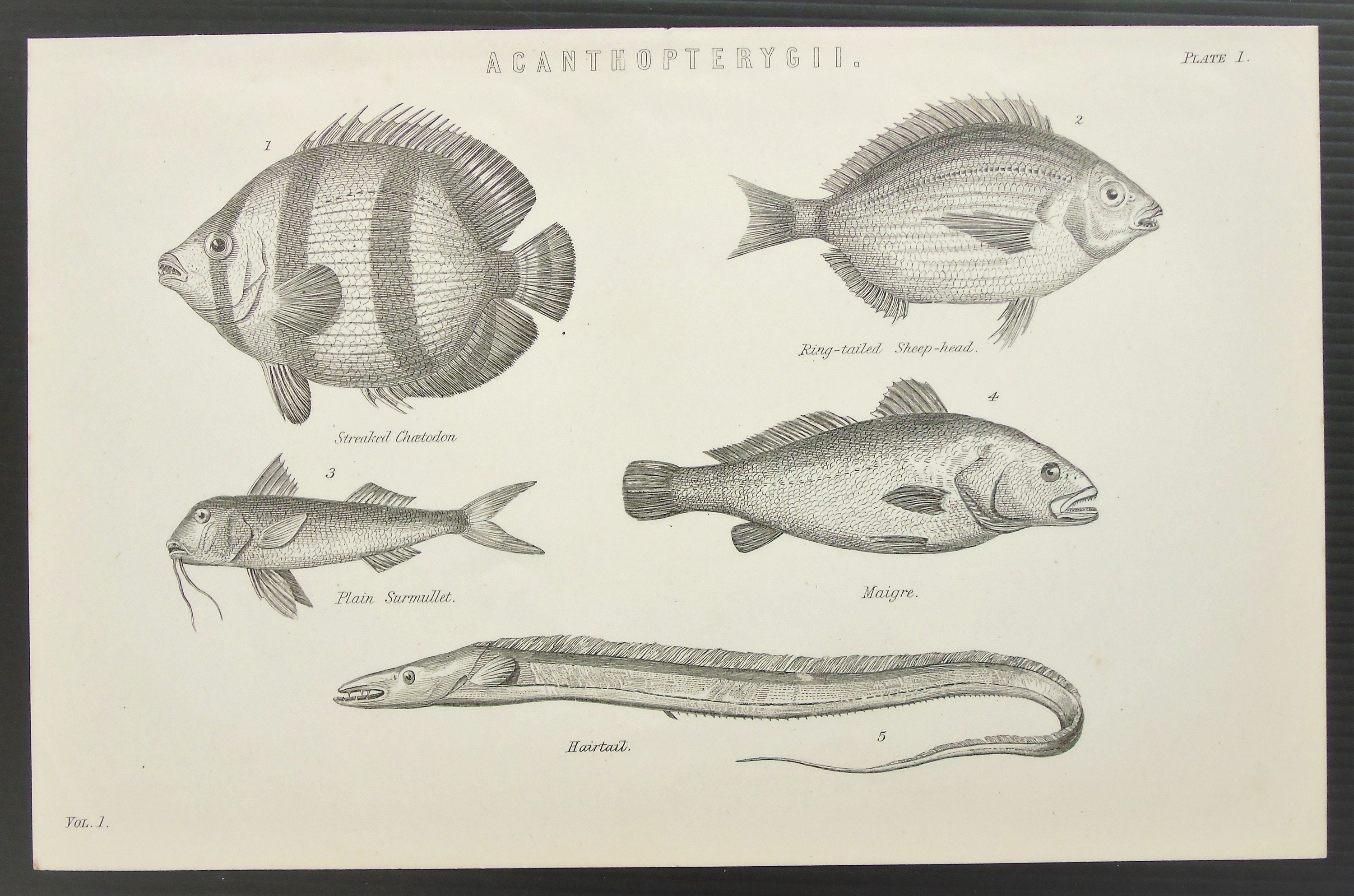 Impression De Poisson Antique Des Annees 10 Castagnole Etsy Impression De Poisson Antique Des Annees 10 Castagnole Etsy