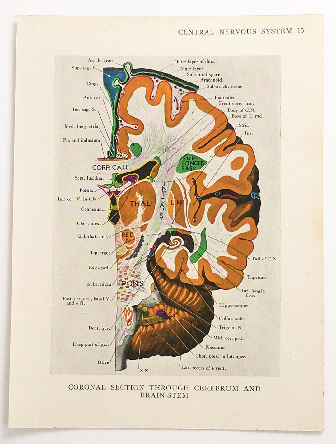 BRAIN ANATOMY 1930s Vintage Print Central Nervous System - Etsy