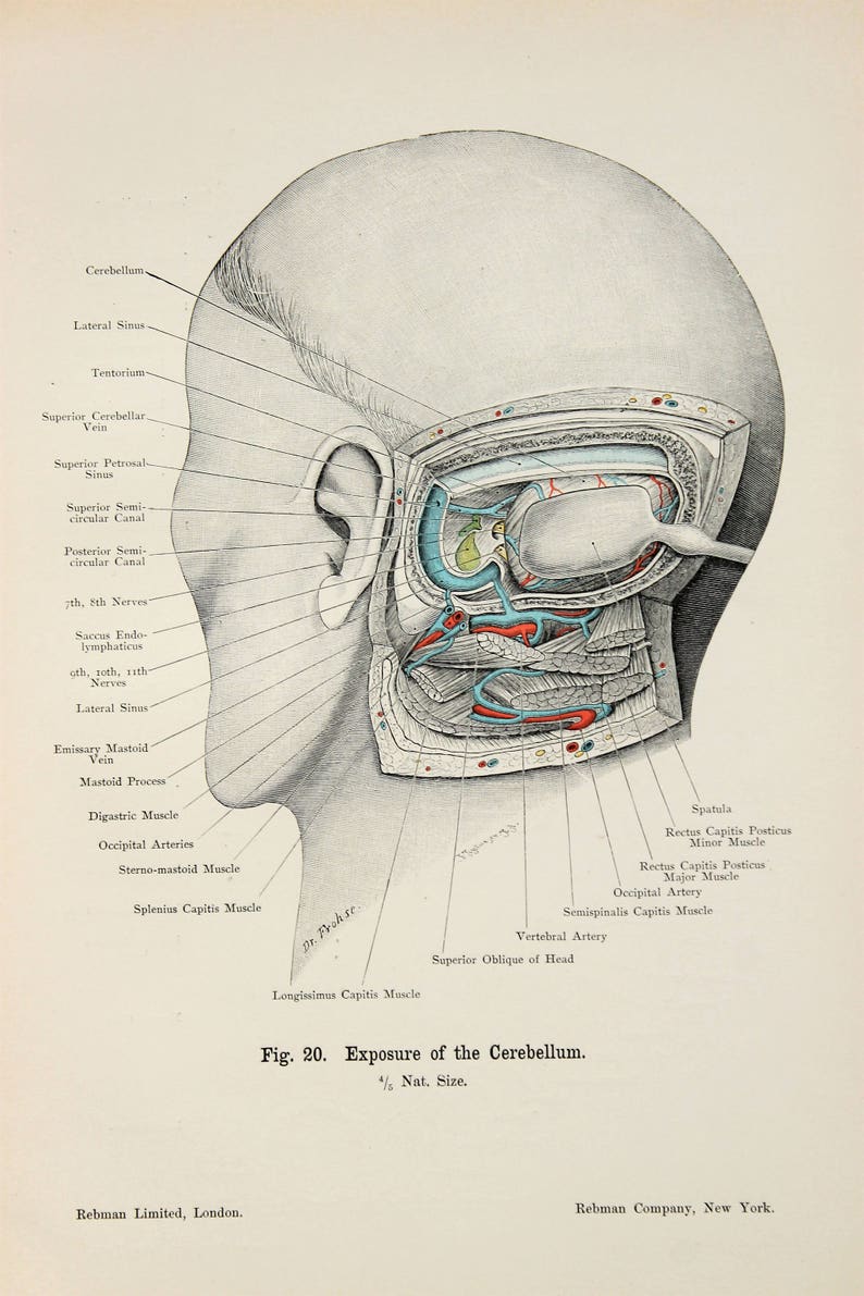 Ear Jaw Diagram - Human Anatomy