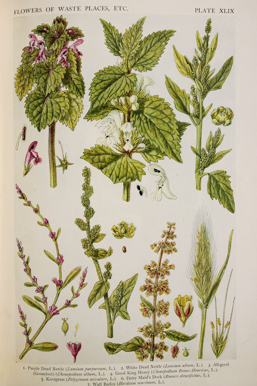 1920 Antique Botanical Print British Wild Flowers Of Etsy