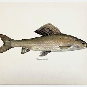 Puede incluir: Una ilustración científica detallada de un pez Thymallus thymallus, comúnmente conocido como tímalo. El pez presenta una aleta dorsal grande y estampada, escamas de tonos plateados y una cola bifurcada sobre un fondo claro y liso.