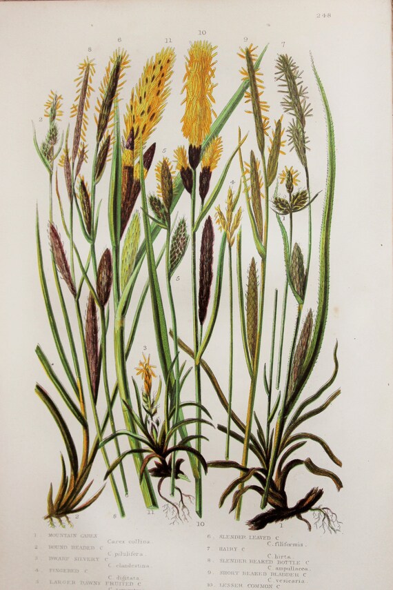 Cereals 250 Wild Flowers, Carex Grass Anne Pratt Antique Botanical Print Grasses
