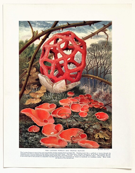 1920年代 アンティーク版画 1919年制作のポショワール版画