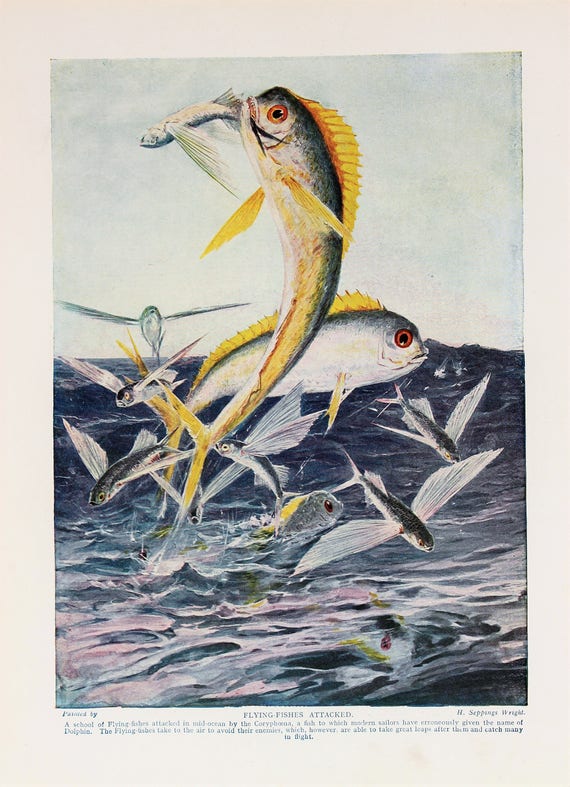 Antike Fliegende Fische Druck Exotische Fische Schone 19 Etsy