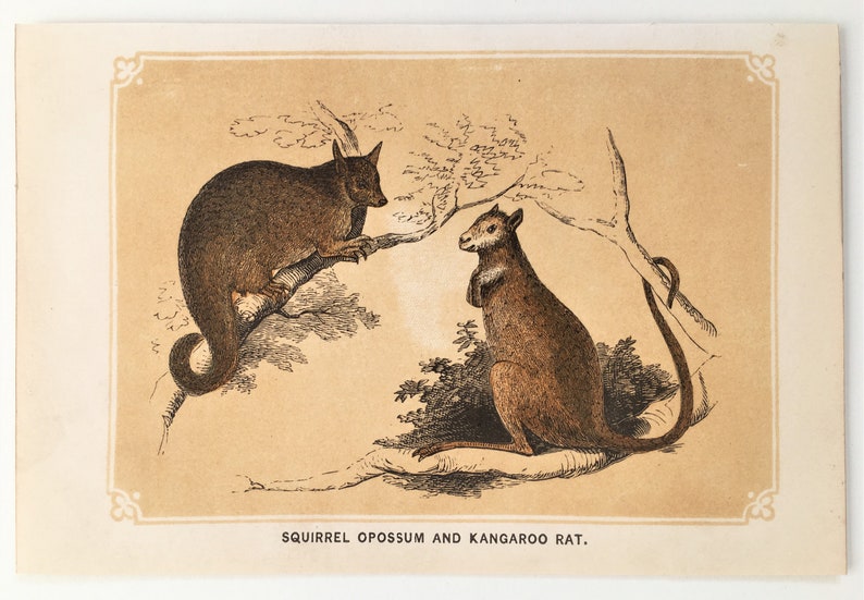 Coloured Woodblock Engraving Home Decor c.1850 Squirrel Opossum /& Kangaroo Rat Antique Animal Print Wall hanging