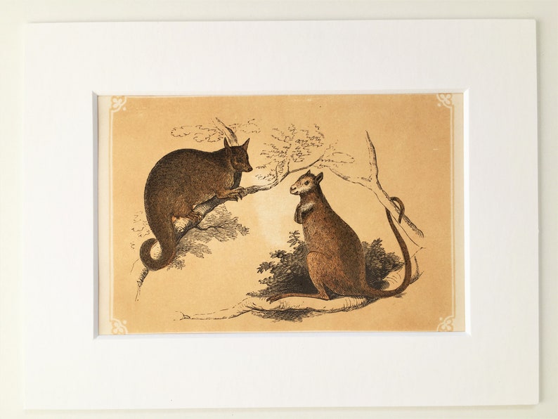Coloured Woodblock Engraving Home Decor c.1850 Squirrel Opossum /& Kangaroo Rat Antique Animal Print Wall hanging