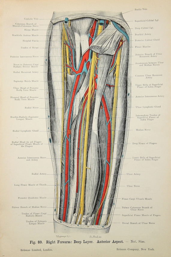 Arm Anatomy Nerves Arteries And Veins at Paul Bass blog