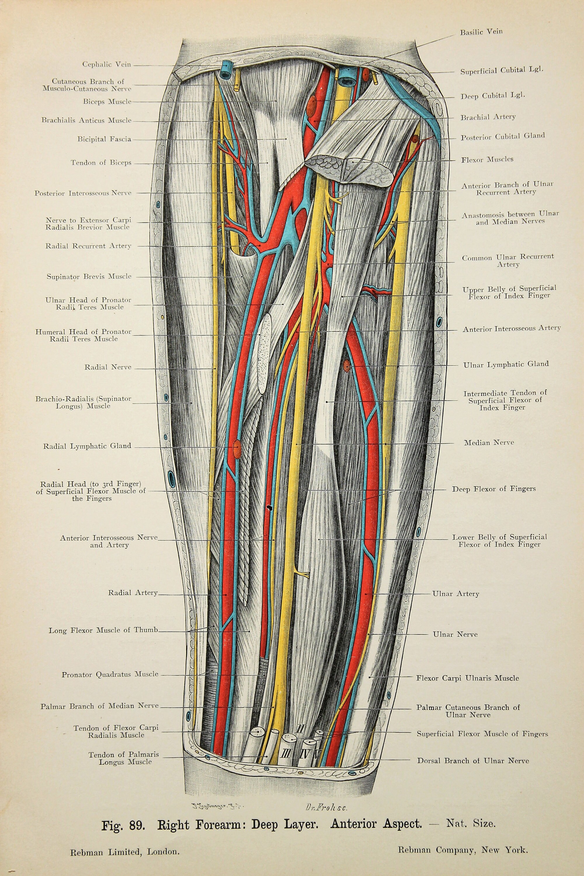 Arm Nerves Arteries Veins Muscles c.1900 DOUBLE SIDED | Etsy arm nerve diagram 