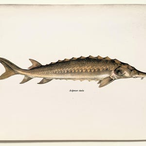 COMMON STURGEON vintage poisson imprimé, impression couleur des années 1960, décoration d'intérieur, suspension murale