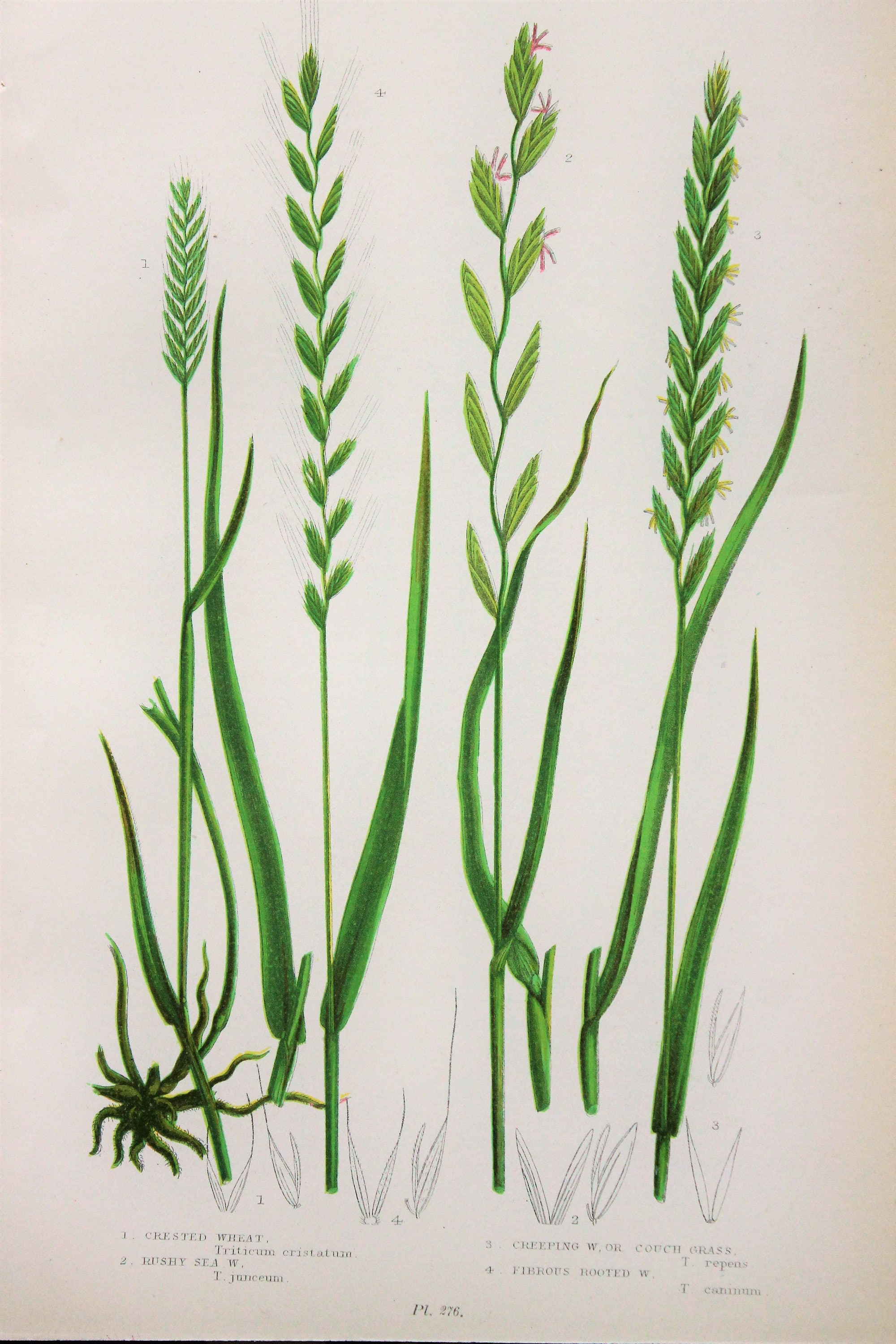 Cereals 250 Wild Flowers, Carex Grass Anne Pratt Antique Botanical Print Grasses