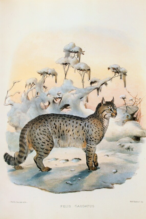 Impression Impression Grand Vintage Gros Chat Sauvage Chat Etsy