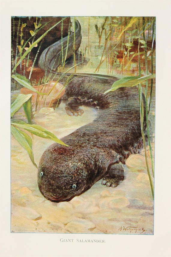 giant salamander plush