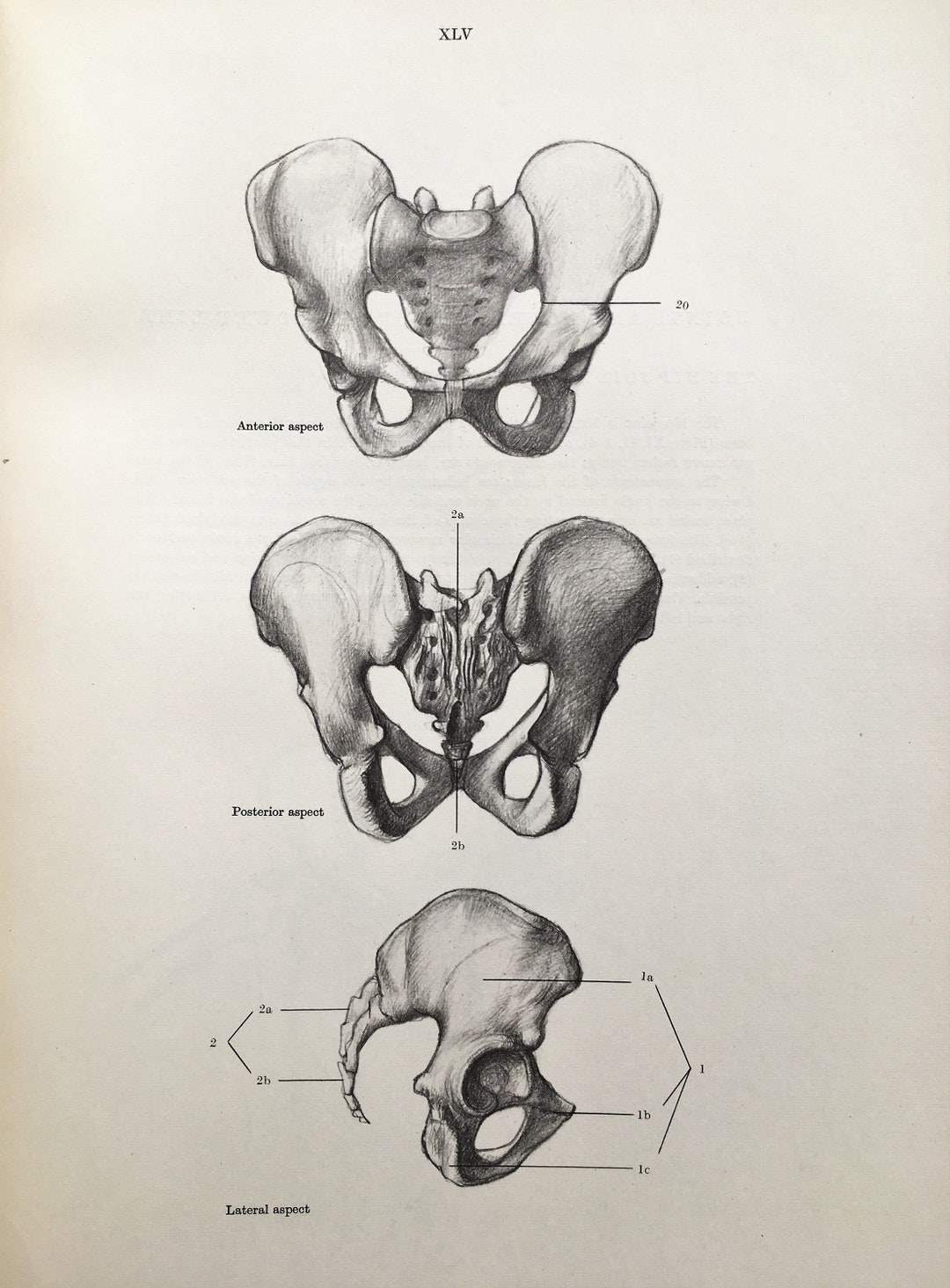 HUMAN SKELETON Pelvis Bones 1950s Vintage Anatomy Print - Etsy