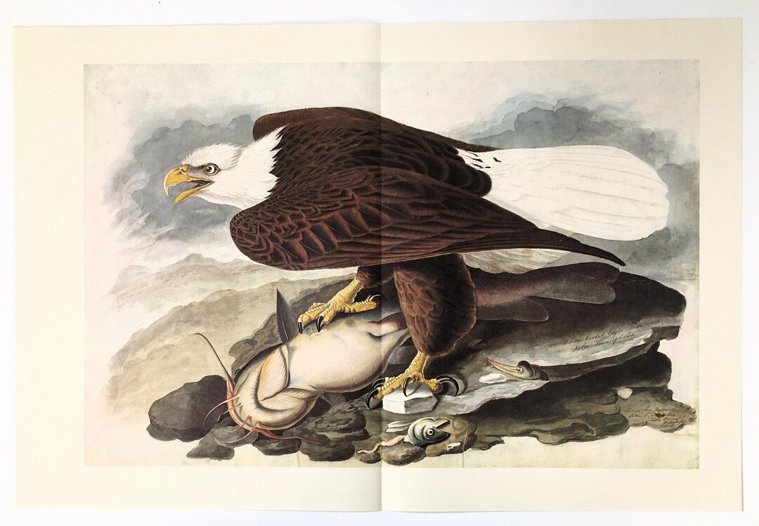 BALD EAGLE, 1966 Very Large Vintage Audubon Folding Bird Print, Colour