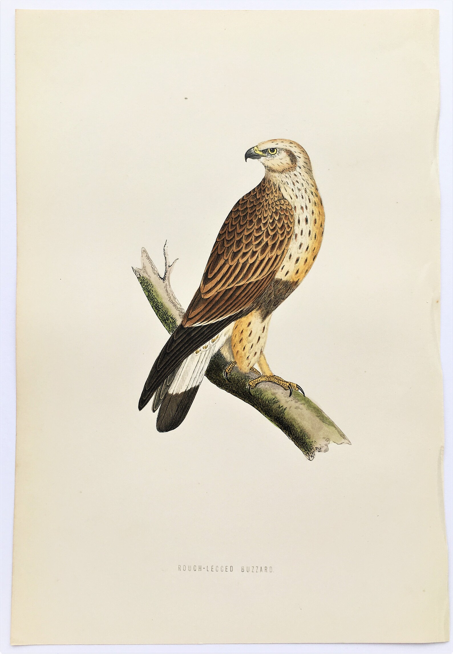 88  Book Buzzard Etsy 
