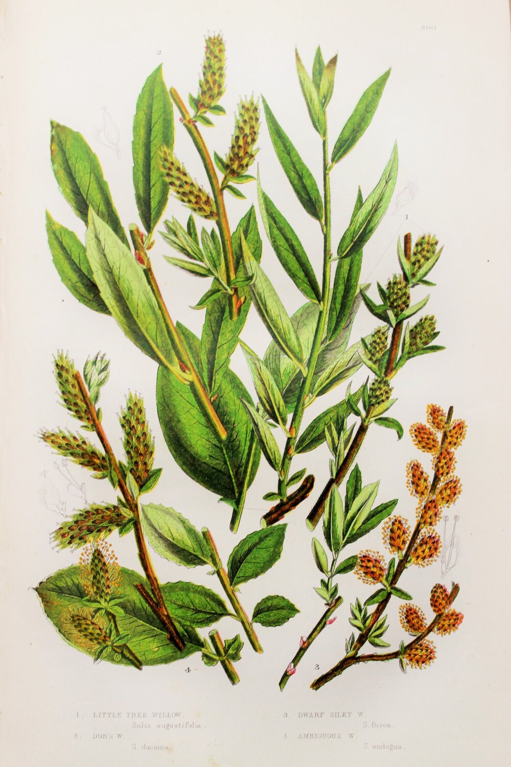 Anne Pratt Antique Botanical Print Willow Tree Species Etsy