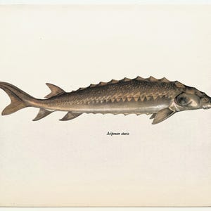 COMMON STURGEON Vintage Fish Print, 1960s Colour Print, Home Decor, Wall Hanging