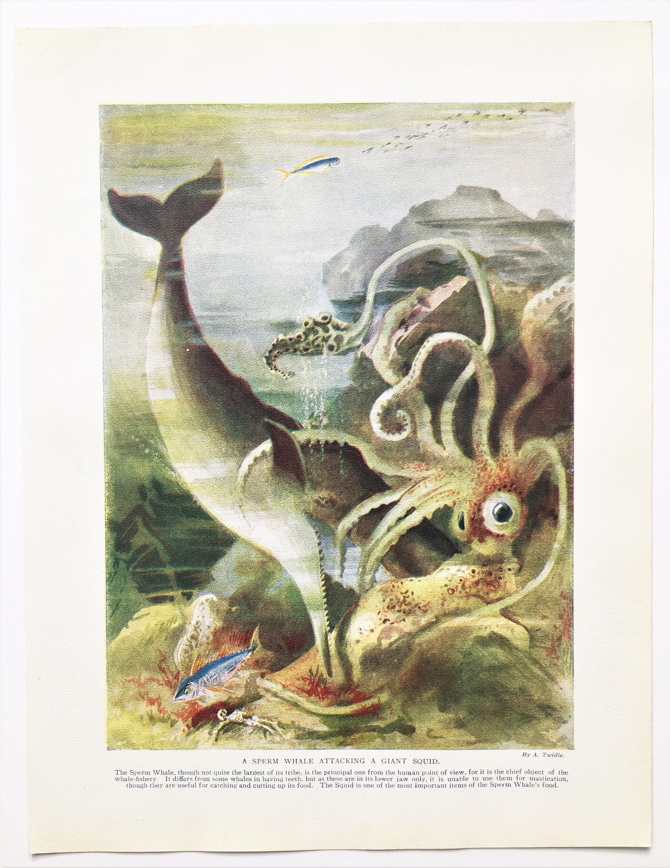 Buy Whale Giant Squid Online In India - Etsy India