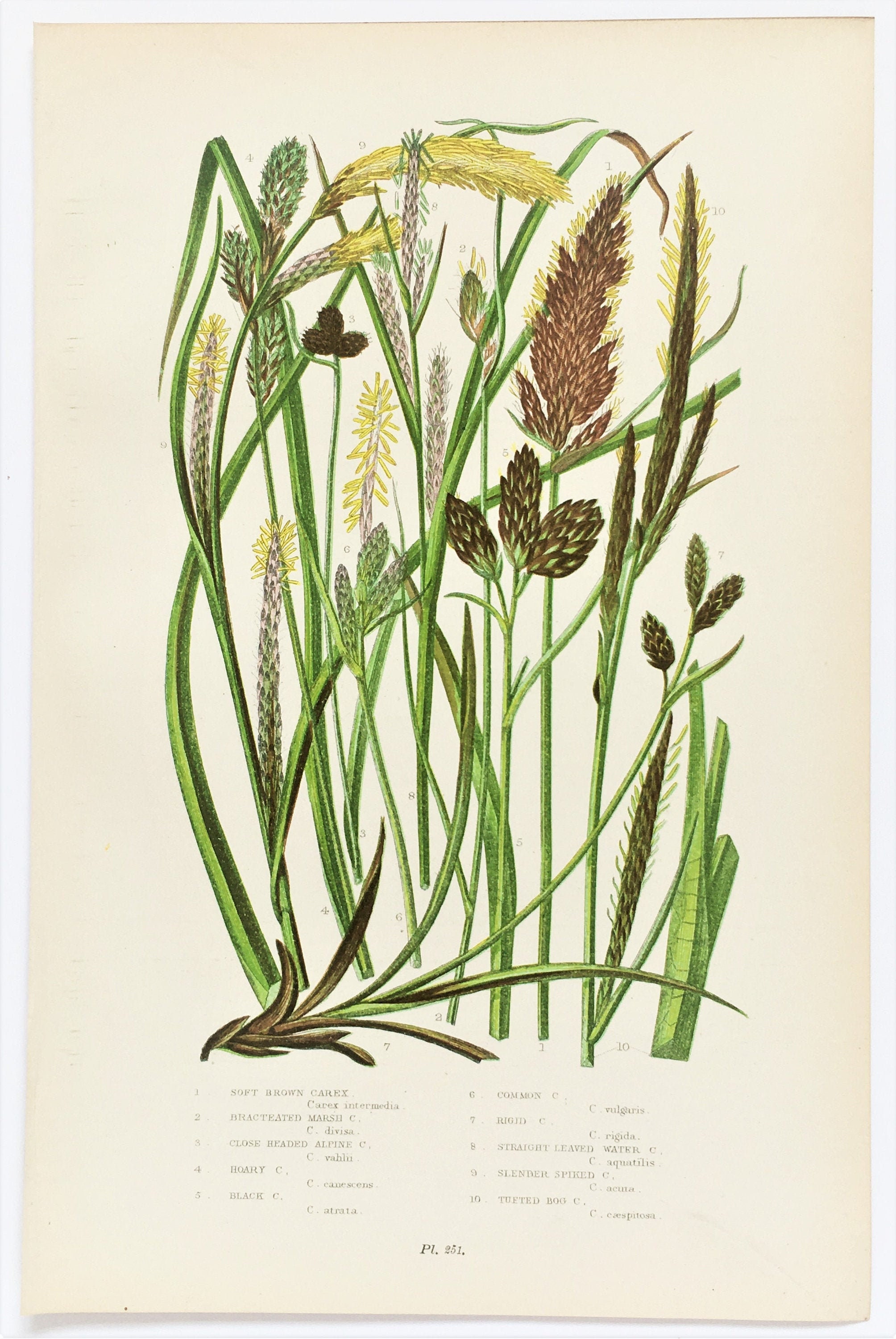 Cereals 250 Wild Flowers, Carex Grass Anne Pratt Antique Botanical Print Grasses