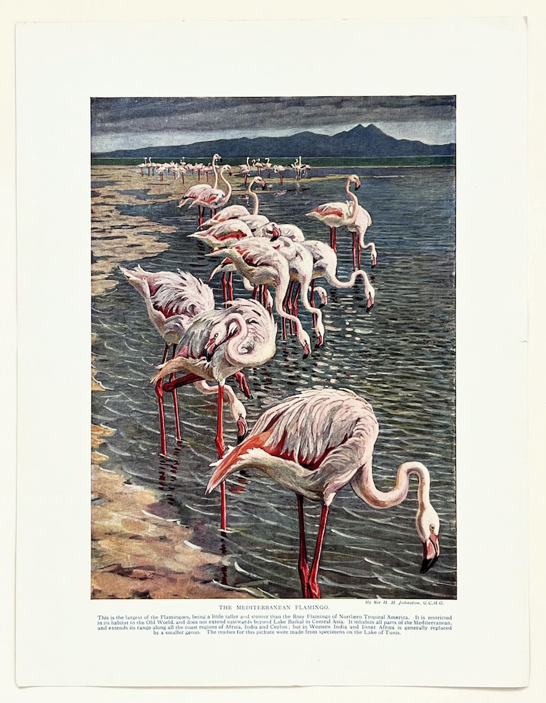 Puede incluir: Una l&aacute;mina de estilo vintage que representa una bandada de flamencos rosas vadeando en aguas poco profundas. Las aves tienen patas largas y delgadas y cuellos curvados, algunas aliment&aacute;ndose en el agua. Al fondo, monta&ntilde;as oscuras.