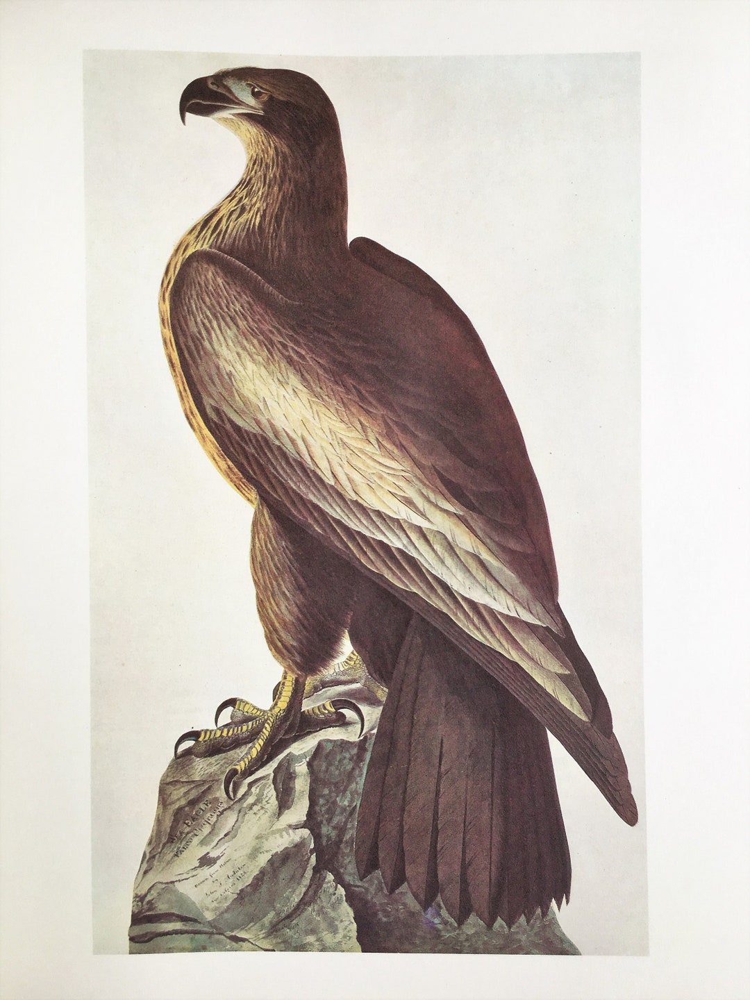 BALD EAGLE, 1966 Large Vintage Audubon Bird Print, Colour Lithograph