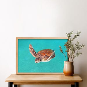 Poster turtle 20x30/30x40/40 x 50 cm