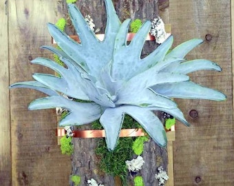 Artificial Staghorn Fern Mounted ON Bark Pieces