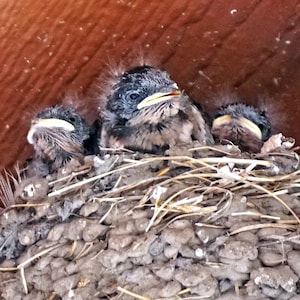 BABY BARN SWALLOWS ~ Handmade 5x7 Photo Greeting Card - Card Stock and Envelope made from 100% Recycled Materials