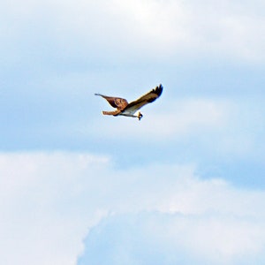 OSPREY IN CLOUDS ~ Handmade 5x7 Photo Greeting Card - Card Stock and Envelope made from 100% Recycled Materials