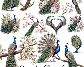 Majestic Peacock clipart-collectie, 12 png-bestanden met transparante achtergrond, elegante vogel clipart, aquarel Peacock, Instant Download