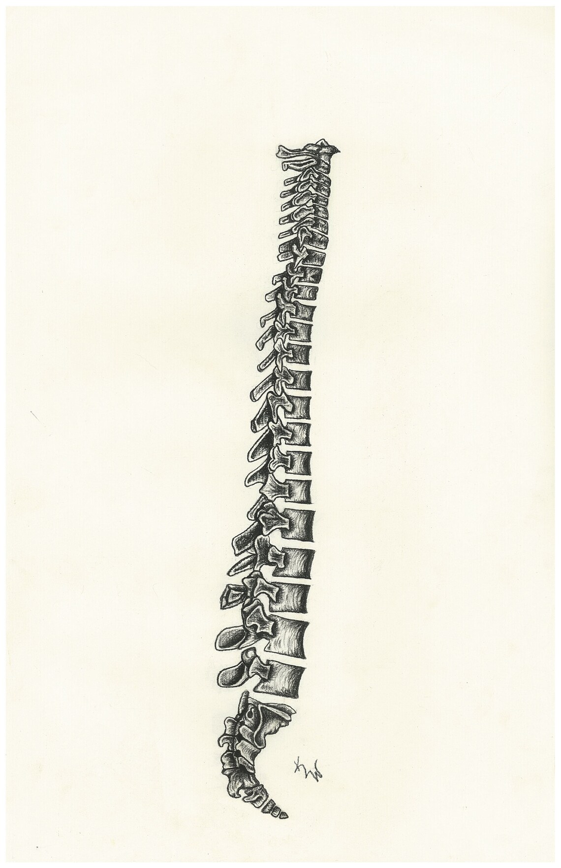 Infant / Newborn Spine Primary Curves Only Chiropractic | Etsy