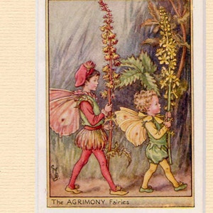 Könnte beinhalten: Zwei Feen, eine in Rot und die andere in Grün gekleidet, stehen in einer Waldlandschaft und halten hohe Stiele mit gelben Blumen. Der Text "The AGRIMONY Fairies" befindet sich am unteren Rand des Bildes.