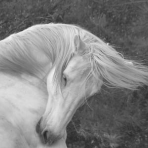 Cheval Photo Notecard | Blank Notecard | Photographie de cheval | Impression de cheval | Articles de papeterie | Papeterie de noir et blanc | Prêt à encadrer