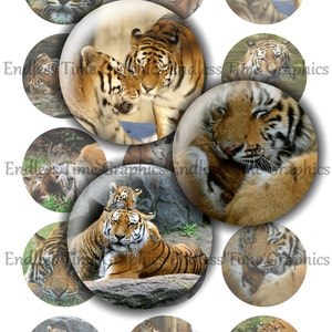May include: A collection of 12 round digital scrapbook paper designs featuring images of tigers in various poses. The tigers are in a natural setting with a white background.
