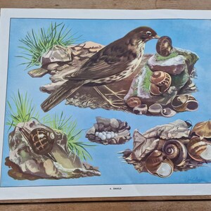 Op de afbeelding: Een vintage educatieve poster met een bruin-zwarte vogel met een lange snavel die een slak eet. De poster heeft een blauwe achtergrond en toont verschillende slakken in verschillende posities op rotsen en bladeren. De tekst "4. SNAILS" staat onderaan de poster.